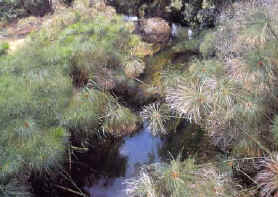 The Ciane spring