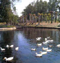 The Ciane spring